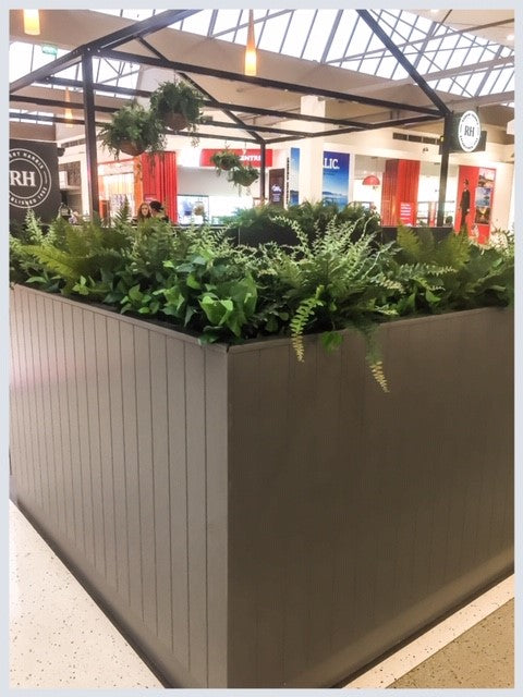 Boston Fern - Small