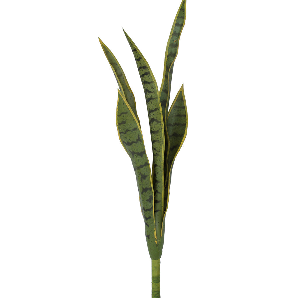 Mother In Law's Tongue - Sansevieria Medium ✰✰✰ SPECIAL ✰✰✰
