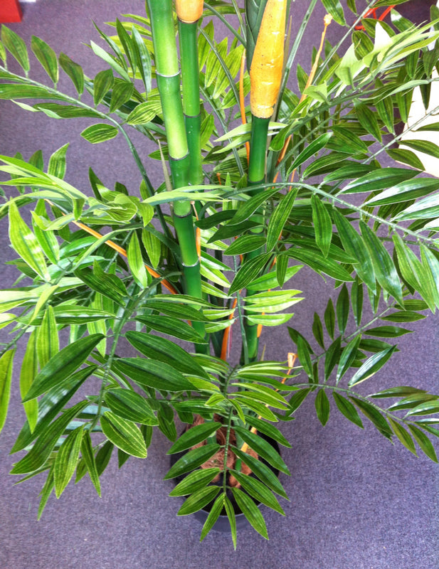 Tree - Bamboo Phoenix Close-up