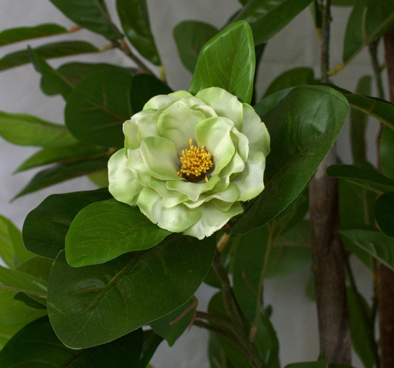 Camellia Tree with Green Flowers - Artificial