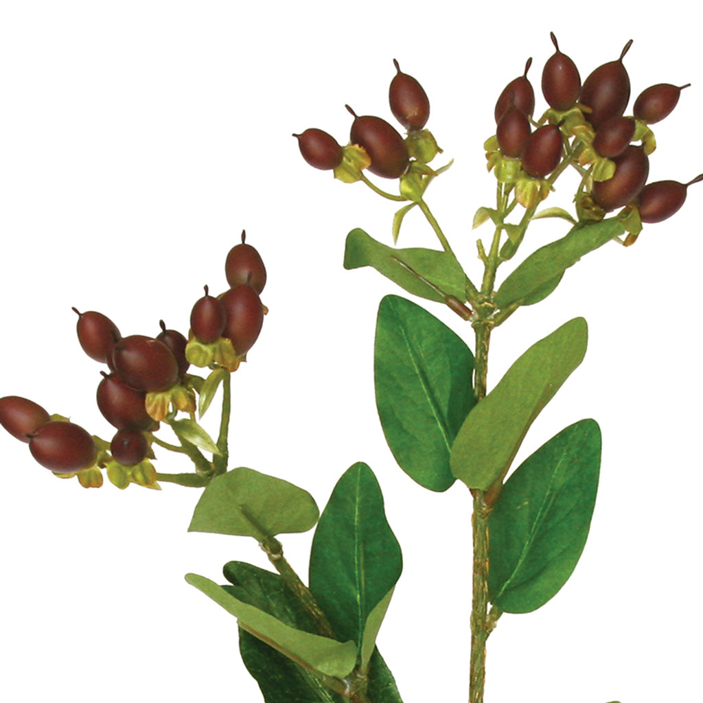 Hypericum Berry Spray