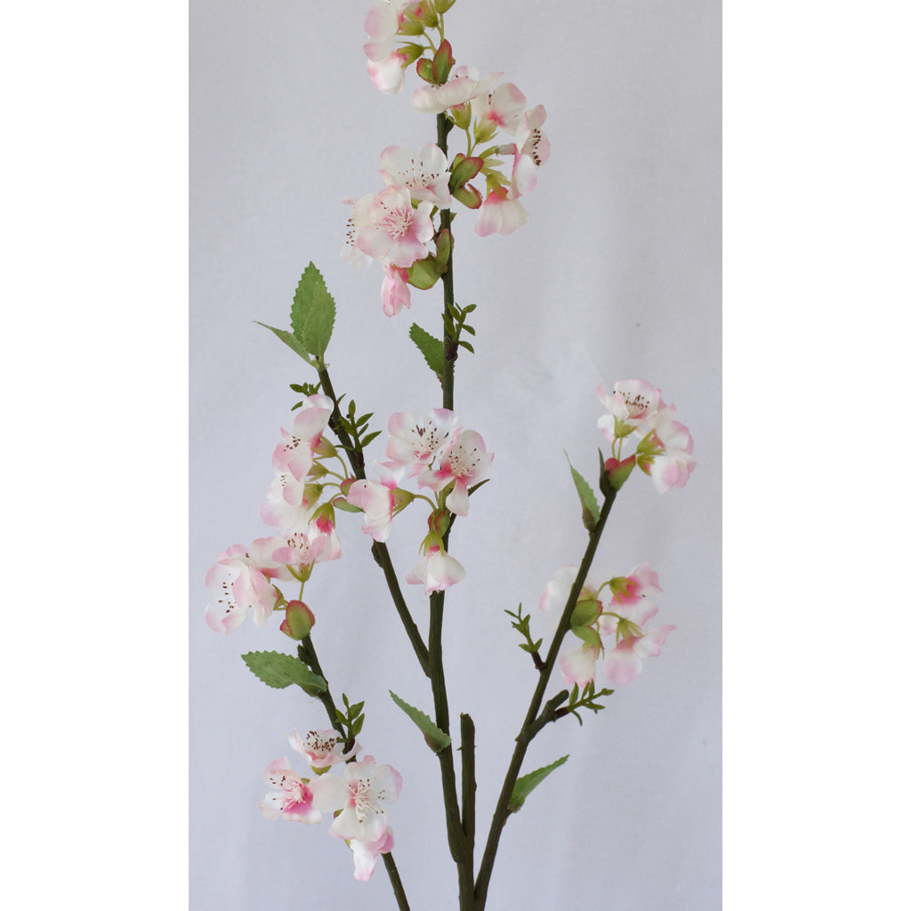Cherry Blossom flower stem