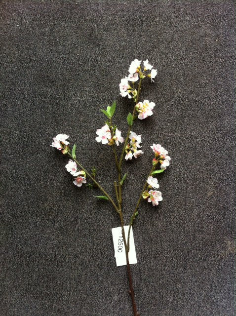 Cherry Blossom flower stem