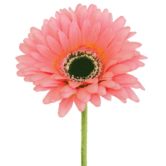 Pink Gerbera flower with a green stem on a white background