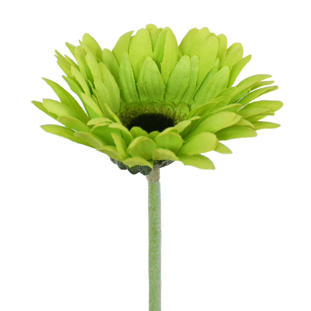 Lime green Gerbera flower on a white background