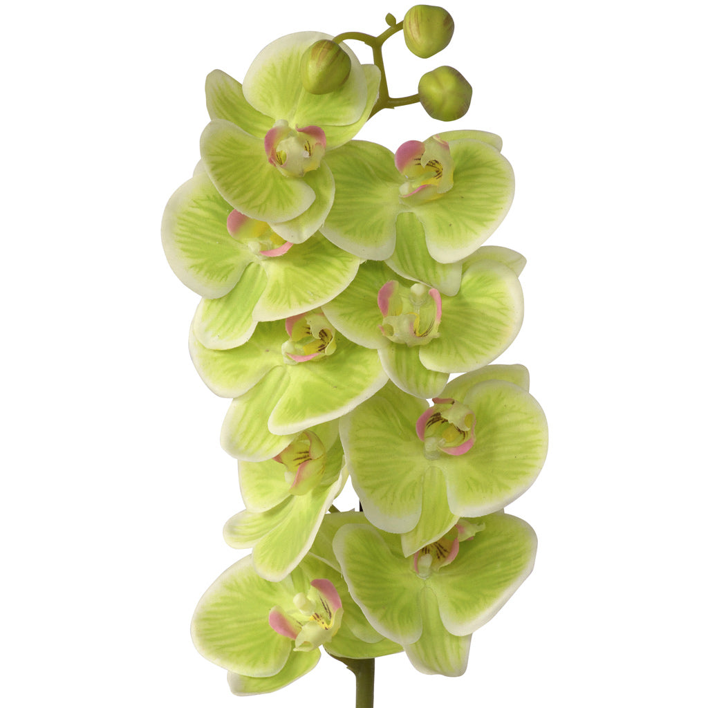 Orchid Potted - Natural Jade Green