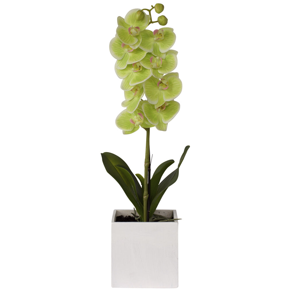 Orchid Potted - Natural Jade Green
