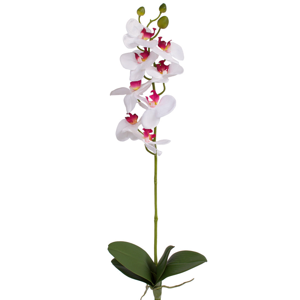 Orchid with leaves - White Pink - 60cm ✰✰✰ PRICE SLASH SPECIAL ✰✰✰