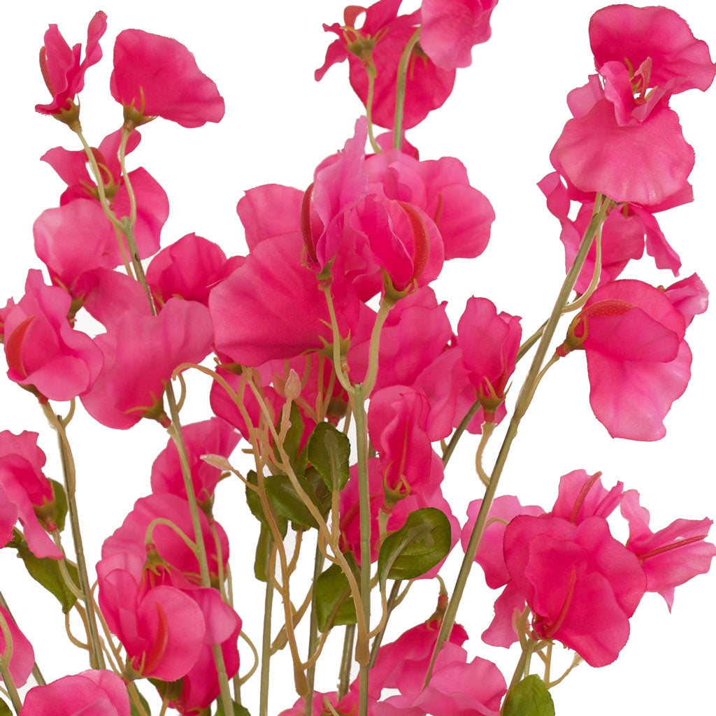 Sweet Pea Flowers - Pink Siouxsie