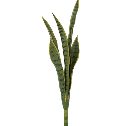 Mother In Law's Tongue - Sansevieria Medium ✰✰✰ SPECIAL ✰✰✰