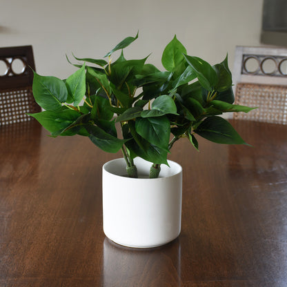 Greenery Plant - Small evergreen Pothos bush