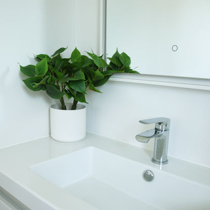 Greenery Plant - Large evergreen pothos bush