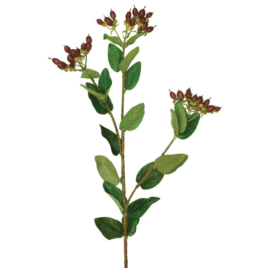 Hypericum Berry Spray