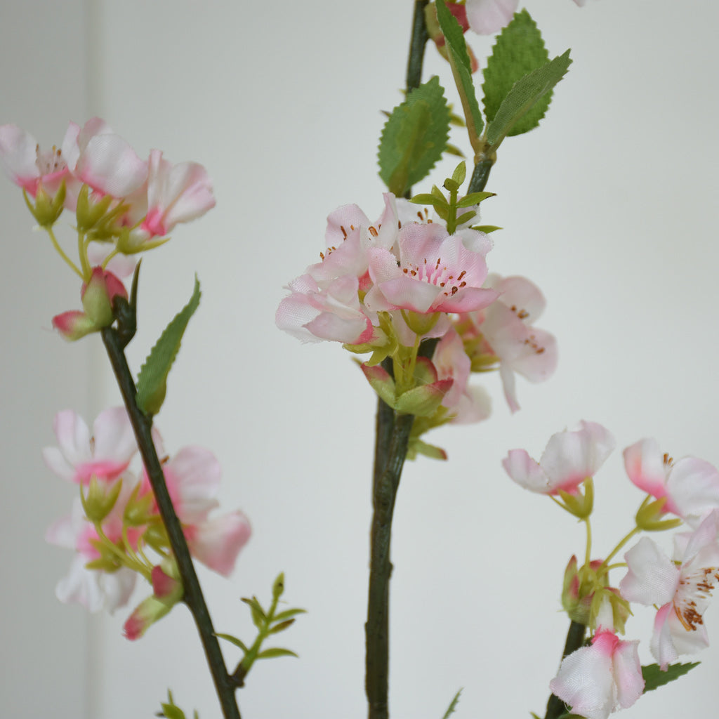 Cherry Blossom Flower Stem
