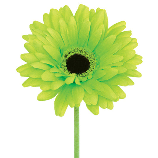 Lime green Gerbera flower on a white background
