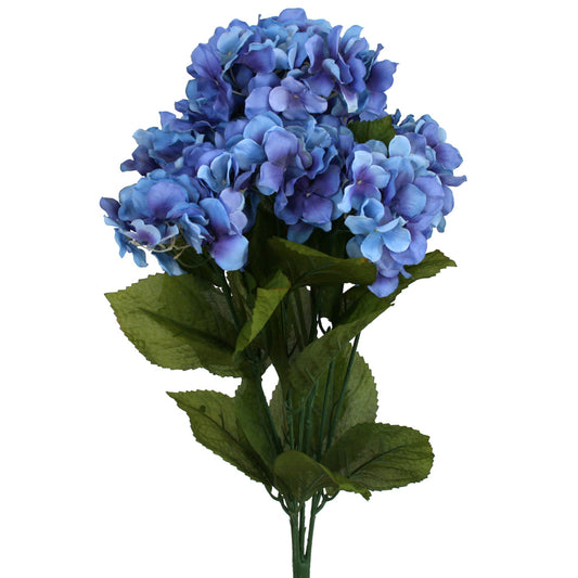 Hydrangea Bush - Royal Blue ✰✰✰ HALF PRICE SPECIAL ✰✰✰