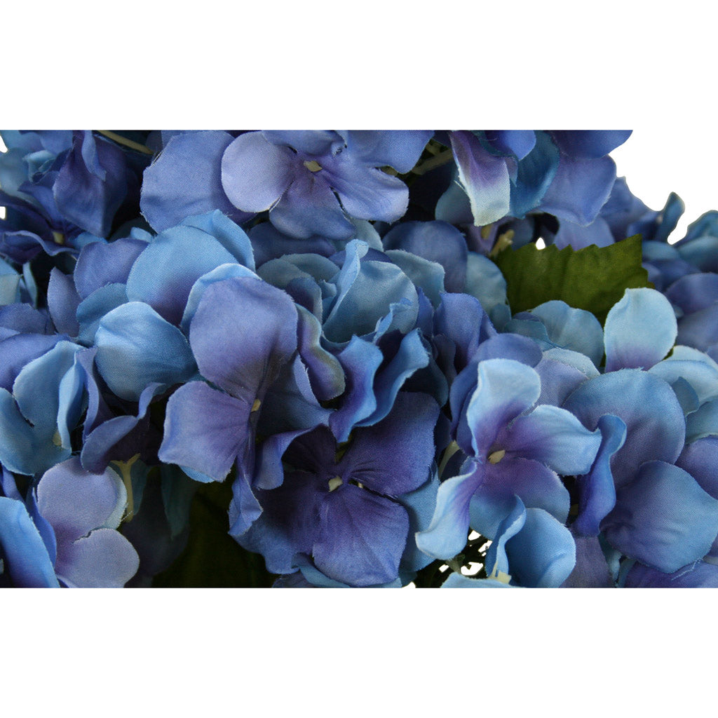 Hydrangea Bush - Royal Blue ✰✰✰ HALF PRICE SPECIAL ✰✰✰