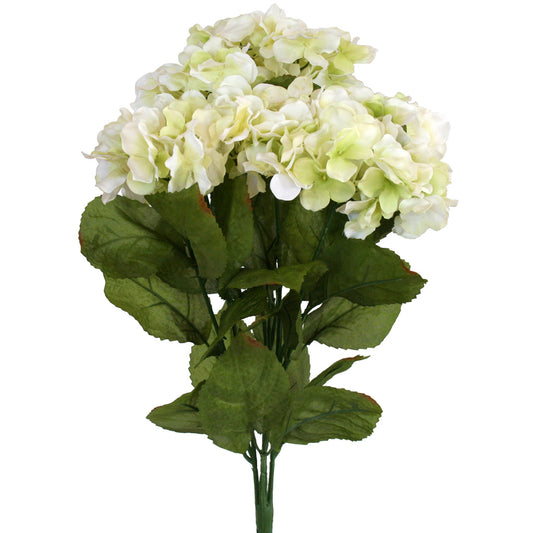 Hydrangea Bush - Cream  ✰✰✰ HALF PRICE SPECIAL ✰✰✰