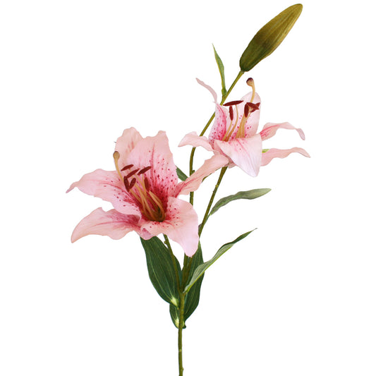 Pink lilies with green leaves on a white background