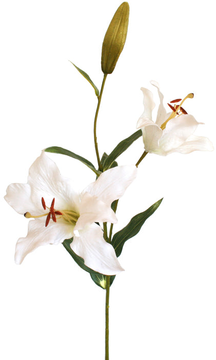 Lily - Casablanca ✰✰✰ SPECIAL ✰✰✰