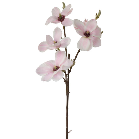 Magnolia - Traditional Milky Way White Pink