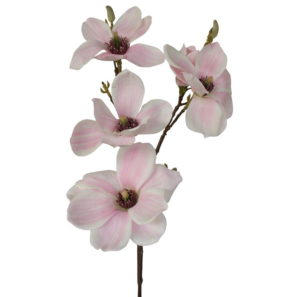 Magnolia - Traditional Milky Way White Pink