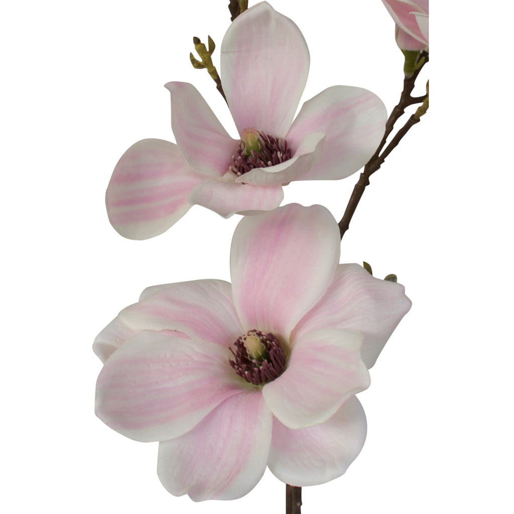 Magnolia - Traditional Milky Way White Pink