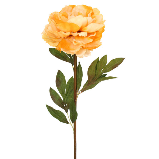 Peony Spray - Roosevelt Burnt Cream ✰✰✰ SPECIAL ✰✰✰