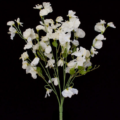 Sweet Pea Flowers - White Pearl - DUE AUGUST 2026