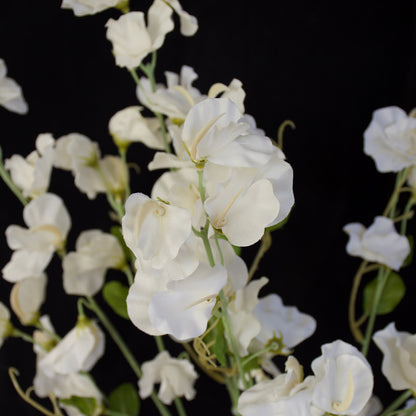 Sweet Pea Flowers - White Pearl - DUE AUGUST 2026