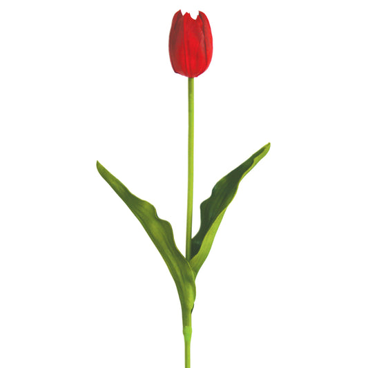 Tulip - Triumph - Kansas Red