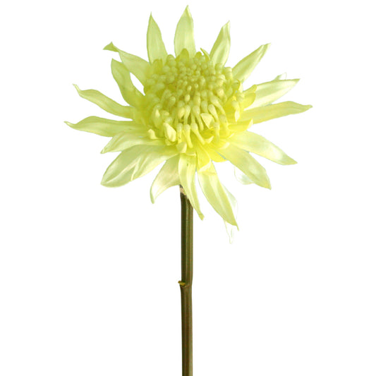 Waratah Bambino - Cream Pearl ✰✰✰ SPECIAL ✰✰✰
