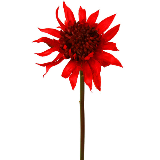 Waratah Bambino - Californian Red SPECIAL