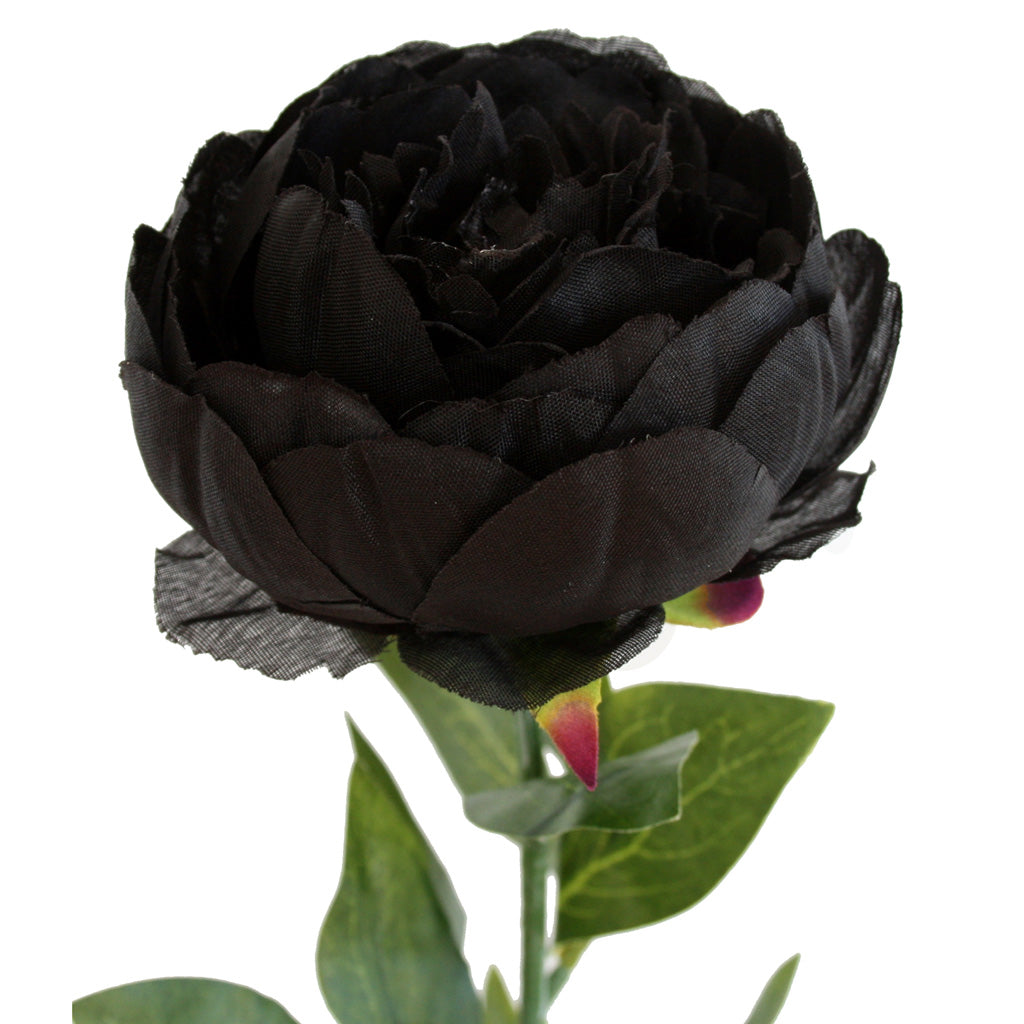 Close-up of artificial black Peony Rose flower from Ogilvies NZ